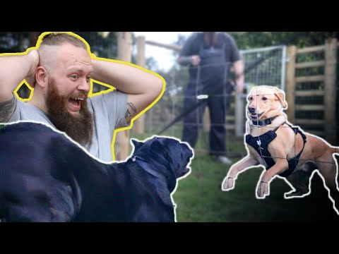 Видео: Дрессировка «агрессивного» кане-корсо, чтобы не нападать на других собак