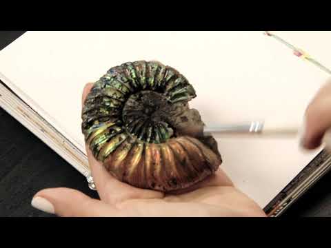Видео: Аммонит. Что такое, кто такой? Рассказывает художница и натуралистка Мария Владимирова