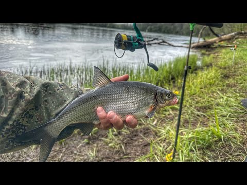 Видео: ЛЮТАЯ РАЗДАЧА СЫРТИ НА РЕКЕ ЛУГА | РЫБА КЛЮЕТ НА КАЖДОМ ЗАБРОСЕ | ВЕСЕННИЙ ФИДЕР 2025
