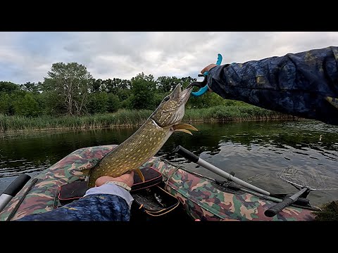Видео: 🐊 Рибалка на ЩУКУ  Ввечері – Краса і Покльовки!🐊