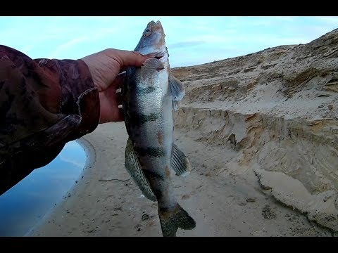 Видео: Первые Берши на УЛ спиннинг Johncoo Vivid 632 UL ! Опять помог китайский силикон.)))