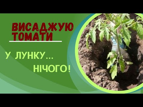 Видео: Як висадити томати без зайвих зусиль. Помідор усе пробачить.