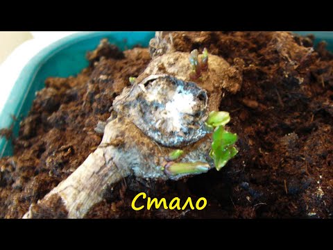 Видео: Как спасти загнивший клубень георгина.