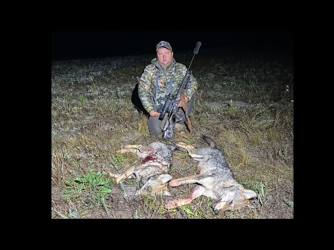 Видео: Охота на волков. Новая стая , зверь вышел в «лоб».