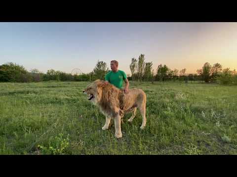 Видео: Это видео ВАС ШОКИРУЕТ! Олег Зубков кидается в стаю РАЗЪЯРЁННЫХ ЛЬВОВ, защищая молодого льва!