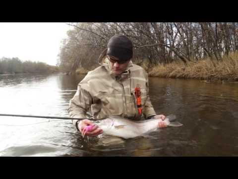 Видео: Рыбалка на Камчатке: Семга - королева реки. Kamchatka Steelhead