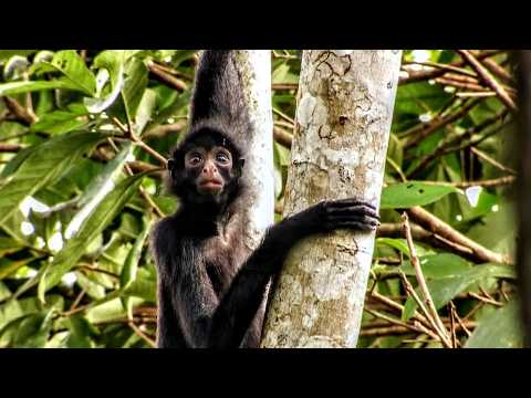 Видео: Разрушительные наводнения в Перу: когда дикая природа адаптируется