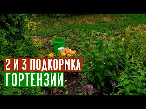Видео: После этих подкормок шикарное цветение гортензии обеспечено /  Садовый гид