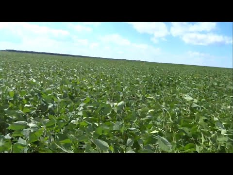 Видео: 13.08.18 Соя, нормы высева, визуальный эффект (12,5 см)