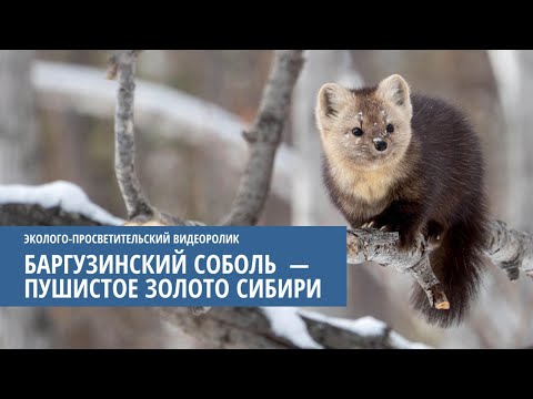 Видео: Баргузинский соболь - пушистое золото Сибири