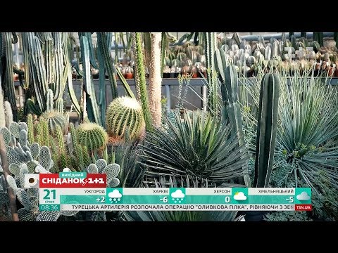 Видео: Мифы и правда о кактусах - Зеленый участок