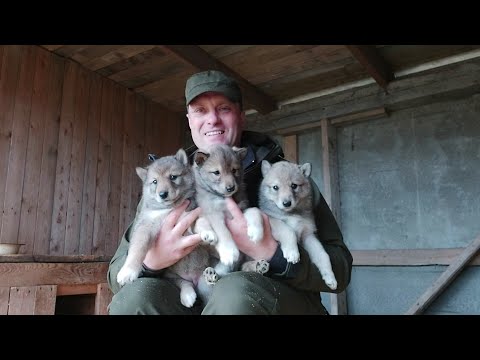 Видео: ЩЕНКИ ЗАПАДНО-СИБИРСКОЙ ЛАЙКИ ОТ "ШКОДЫ" и "ДАРА"/ПРИШЛО ВРЕМЯ РАССТАВАНИЯ!!!