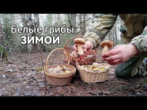 Видео: Белые и другие грибы зимой.