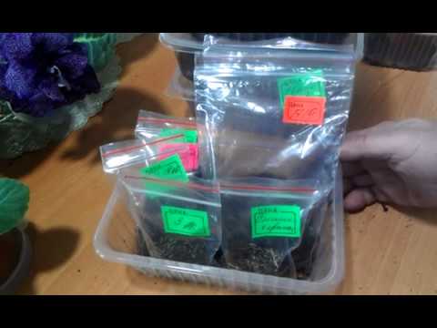 Видео: Глоксинии первогодки.Как спят клубни глоксиний.