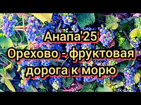 Видео: #АНАПА #ДОРОГА К МОРЮ #ОРЕХИ #ФРУКТЫ 14.09.2025