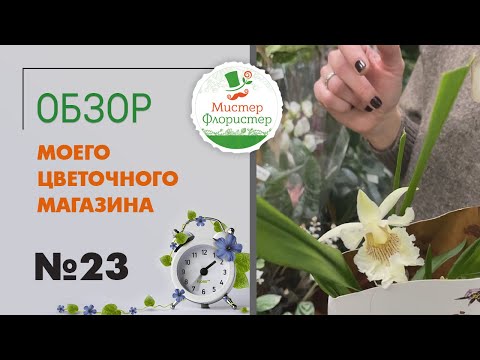 Видео: #23 Обзор комнатных растений в поставке из Голландии | Комнатные растения на любой вкус