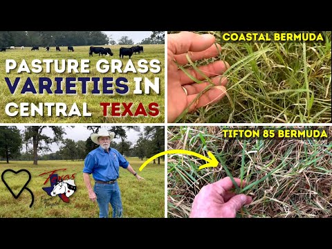 Видео: Разновидности пастбищных трав в Центральном Техасе | Регенеративное ранчо