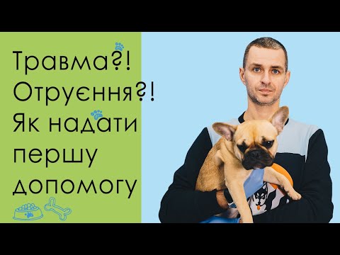 Видео: Травма?! Отравление?! Как спасти животное? ➥ Первая помощь ➥  Советы ветеринара