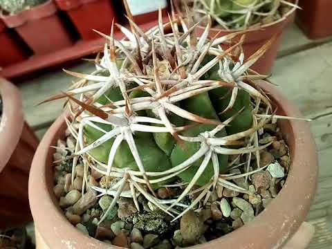 Видео: Gymnocalycium 🌵. Какие гимнокалициумы живут у меня?😊