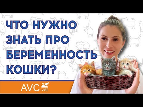 Видео: Беременность кошки. Советы ветеринарного врача!