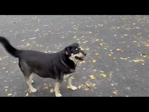 Видео: Светлана всех накормит🐕‍🦺🦮🐕
