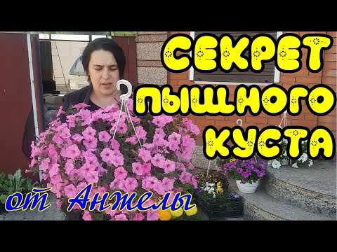 Видео: Без этого ампельная петуния не будет красивой! Формирование куста!