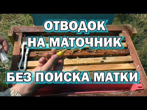 Видео: ОТВОДОК НА МАТОЧНИК БЕЗ ПОИСКА МАТКИ.