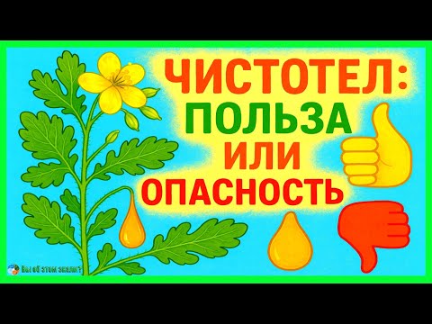 Видео: Чистотел: вся правда о пользе и опасности. Как использовать, чтобы не навредить здоровью?