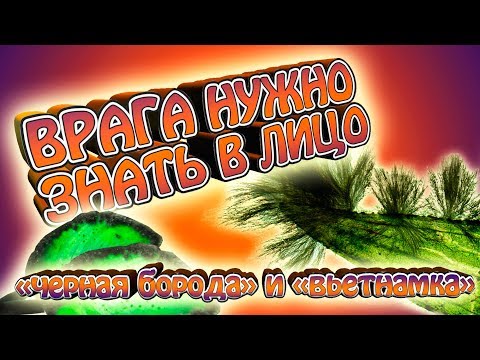 Видео: Врага нужно знать в лицо!!! - Вьетнамка и черная борода. Как победить???