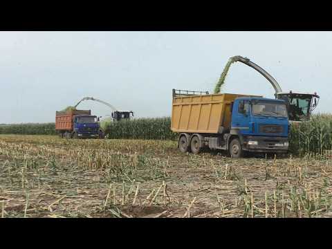 Видео: Гигантская уборка кукурузы! CLAAS Jaguar 870 и большая команда техники!
