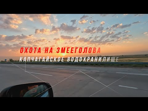 Видео: Охота на змееголова