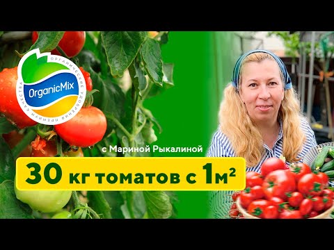 Видео: Как получить 30 килограмм томатов с 1 м²? Высадка томатов в грунт. Марина Рыкалина советует.