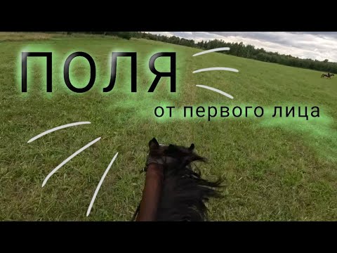 Видео: В полях на лошадях от первого лица/Новая конюшня