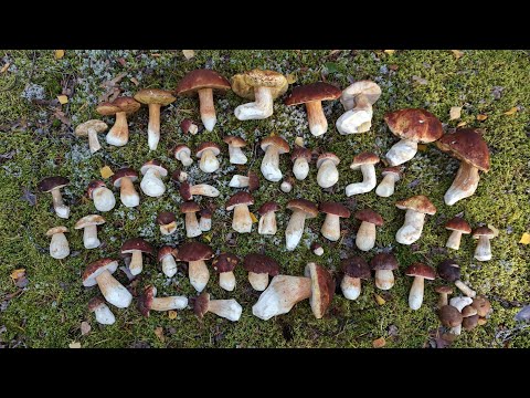 Видео: СОСНОВЫЙ БОР - место нашей силы! Сказочные БЕЛЫЕ ГРИБЫ! Полная тишина и уединение... Грибы 2021