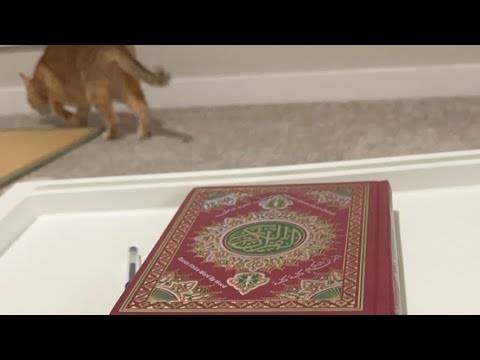 Видео: Daniella Дана Yussupbek is live!