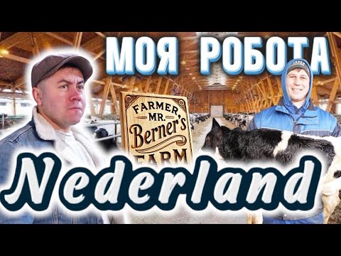 Видео: Моя робота в Нідерландах на фермі/ Як виглядають  звичайний  коровники в Нідерландах 2025