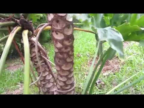 Видео: Наш магaзин(архив 2019г #8)