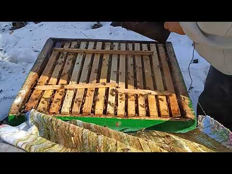 Видео: 31 марта, как выглядят пчелосемьи.