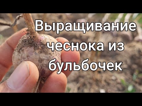 Видео: Чеснок из бульбочек.