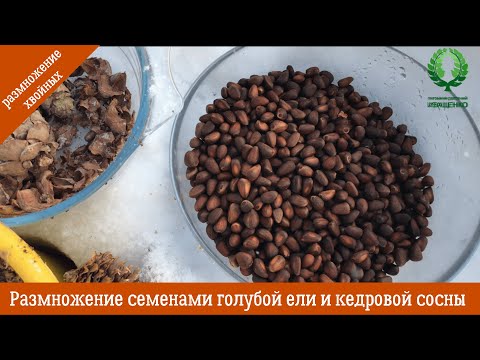 Видео: Размножение семенами голубой ели и кедровой сосны. Стратификация. Питомник 🌹 и 🌲 Е. Иващенко