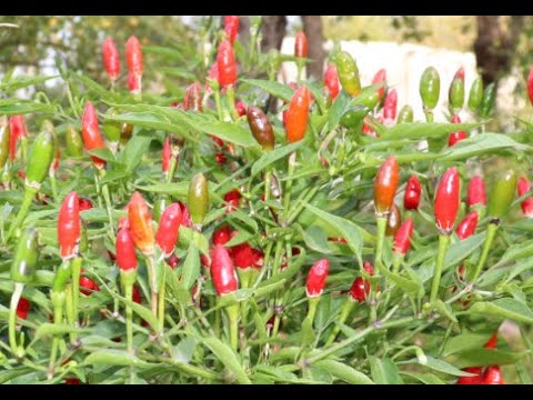 Видео: Супер мини перцы -  праздник осени.