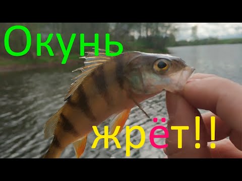 Видео: ловля  окуня кашабеги