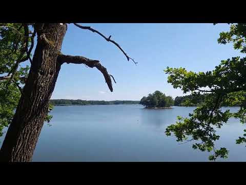 Видео: A walk through the old forest among lowland swamps and lakes / прогулка по старому лесу среди болот