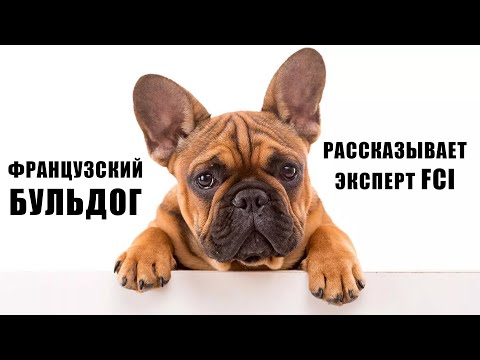 Видео: ФРАНЦУЗСКИЙ БУЛЬДОГ. Рассказывает эксперт FCI и отзыв владельца