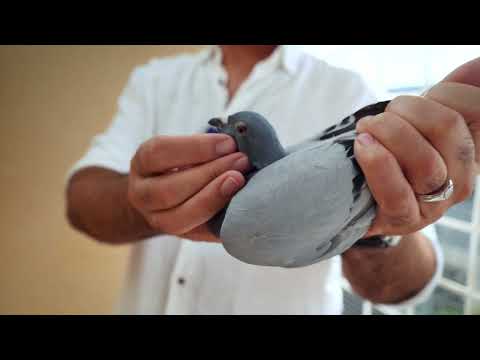 Видео: Я наконец-то поняла, почему мои голуби не давали хороших результатов (результаты ПЦР + план лечения)