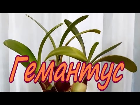 Видео: Гемантус/ Haemanthus. Пересадка.  Содержание в домашних условиях. Январь 2024