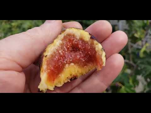 Видео: Южный браун турки.  Southern brown Turkey. Tacoma Violet. Вкусные инжиры.