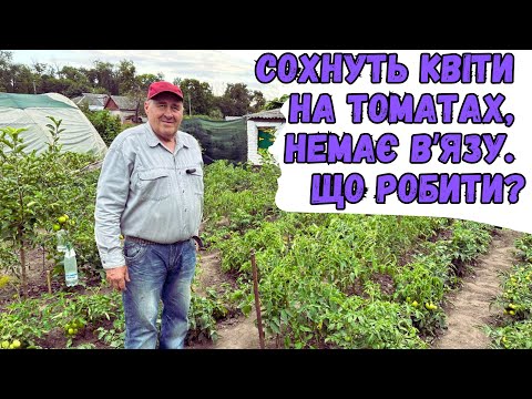 Видео: Сохнуть квіти на томатах, немає вʼязу. Що робити?