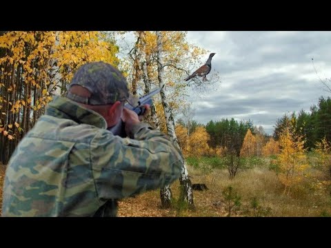 Видео: Охота на глухаря с подхода осенью. Мелкашка Соболь 22 lr. в деле.