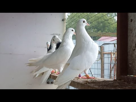 Видео: Расплескались в синеве.
